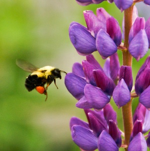 bee fertilizing flower